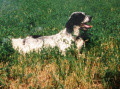 Setter Anglais CONDOR DI VAL DI CHIANA Setter Anglais CONDOR DI VAL DI CHIANA